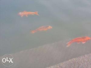 Three Orange Koi Fishes