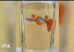 Two Gray And Orange Betta Fish