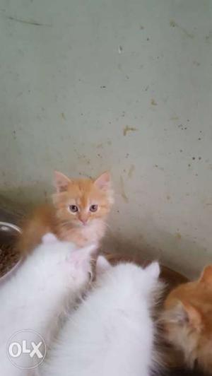 Two Orange And Two White Kittens