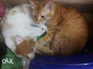 Two Orange And White-and-orange Tabby Cats