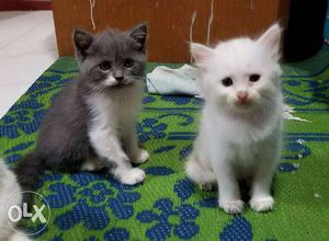 Two Persian Kittens