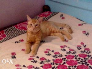 Two male Ginger cats(6 months old) for sale at Calicut.