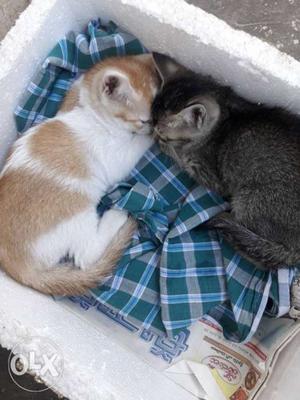 Two short fur grey, white and orange kittens