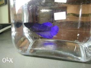 Very active and high quality female betta fish...