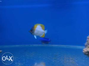 White And Yellow Pet Fish Screenshot