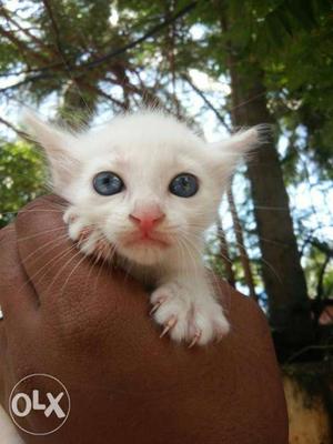 White Kitten