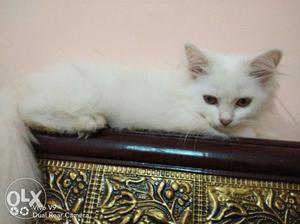 White Persian Cat In kalyan