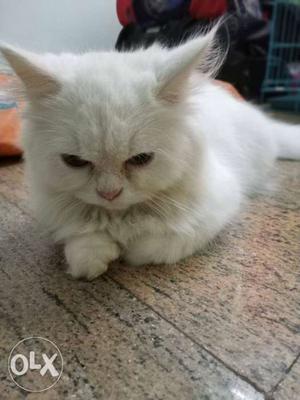 White Prussian cat, 5 months old, with both eyes