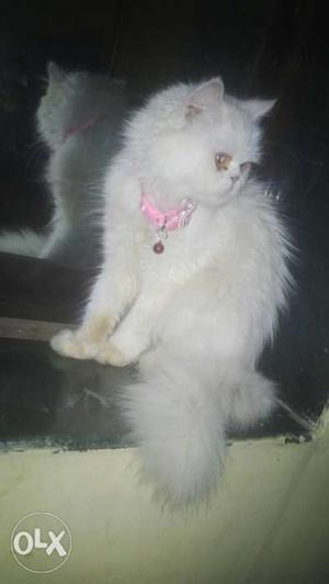 White cat with her brush shampoo pedigiri belt