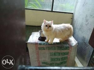 White female persian cat 9 months old