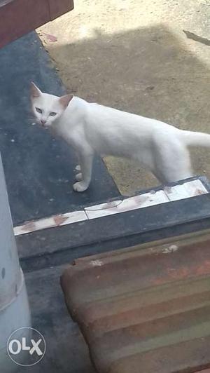 White indian cat