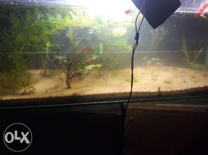 With pump and filter, 30+ neon tetra fish