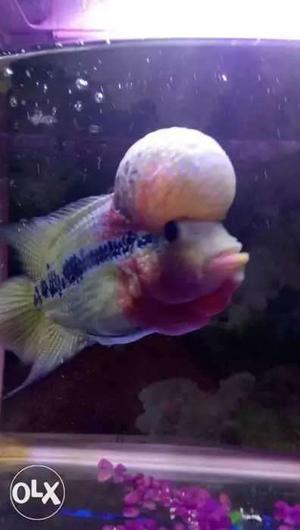 Yellow And Pink Flowerhorn