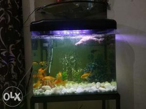  inch molded aquarium with iron stand