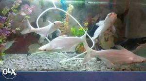 I am selling white and black fish 5 big size