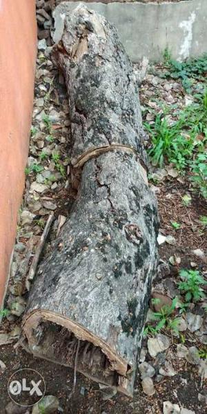 Gray Log In Chennai