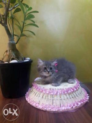 Pure breed Persian cat,potty trained and