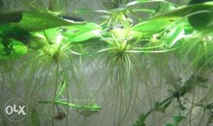 Aquarium floating plants