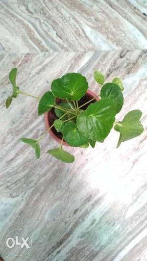 Ovate Green Leafed Home Decor Plant
