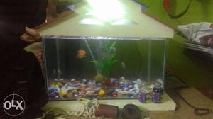 1.5 feet fish tank with 5 fish stones light top