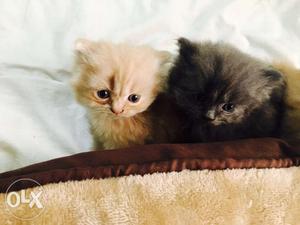 1.5 months old doll face Persian kittens
