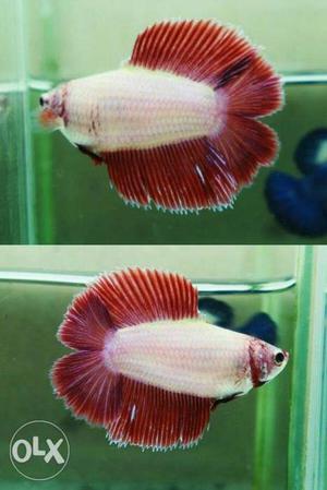 10 female betta breeding size double tail