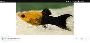 10 rs / pis Yellow And Black Fish