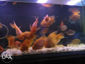 18 pcsVery Attractive Big Red Cichlid For Sale