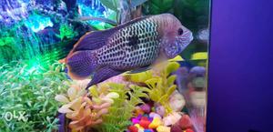 2 Green Terror Fish (Blue Acara) 6" plus healthy &
