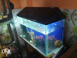 2 feet fish tank only fish tank and roof and pump