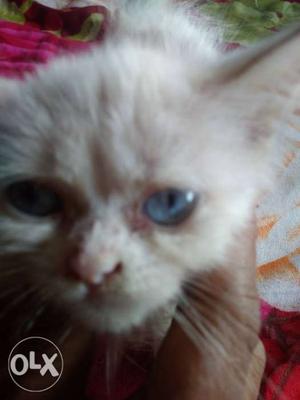 2 month female white cat pressure blue eyes and
