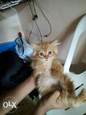 2 months old Persian kitten female real buyers