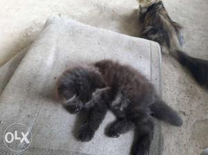 2 months old black persian cat for sale
