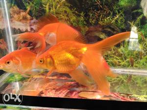 2 pairs of Gold Fish for sale, (big size)