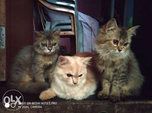 3 cat for  female and 1 male