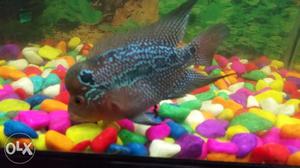 3 inch flowerhorn male with good colour and kok