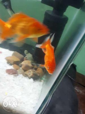 3 inch gold fish medium size 3 gold fish for 90 all