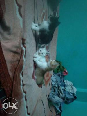 3 parsian kittens sell one for 