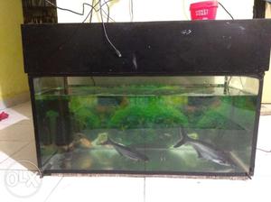 32 inches large fish tank with grown up shark