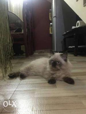 4 month old himalayan cat high Quality. trained