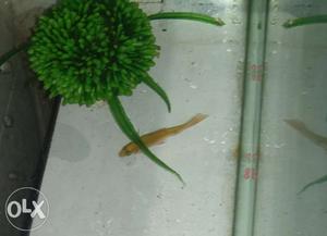 4 tetras for rs 150 only