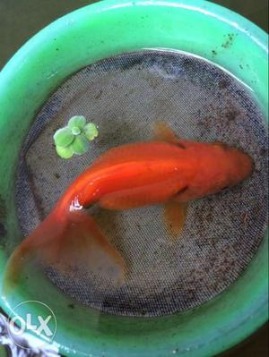 4inch length goldfish at balaramapuram
