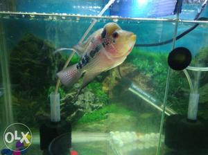 5 Inch both 02 flower horn fish at rs only