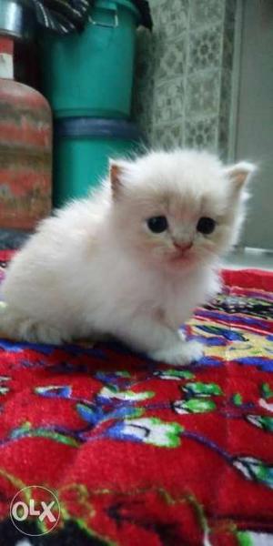 5 Persian Born Babies 1 Month for sell plz don't