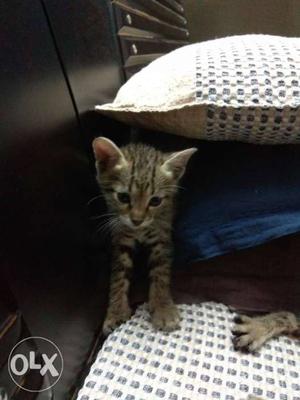 5 all grey tabby,36 days old kittens for adoption
