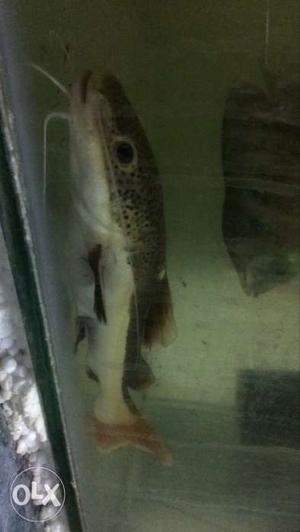 6" red tail soft cat fish for sale