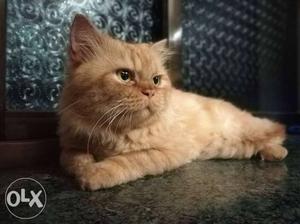 9 month Male. Gold Color. Persian Cat