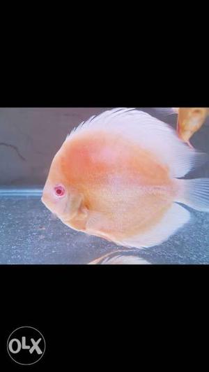 Albino discus for sale..  Rs per piece.. If