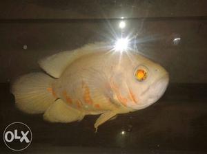 Albino oscar fish (6 inch)call 
