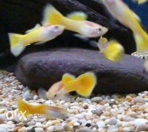 Albino yellow 1 male and 3 female high quality
